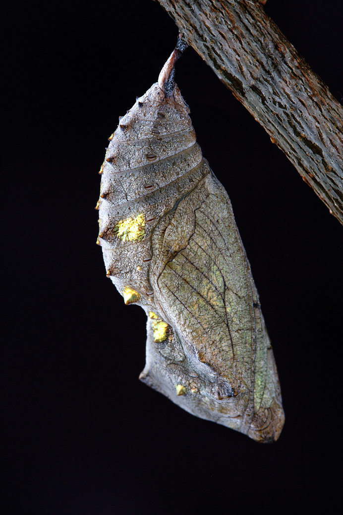 Cocoon in the Branch